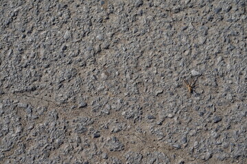 stone wall texture spider