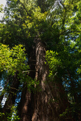 California Red Wood forest, Muir Woods National Park