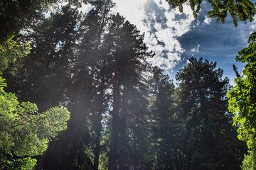 California Red Wood forest, Muir Woods National Park