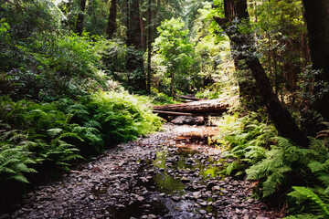 California Red Wood forest, Muir Woods National Park