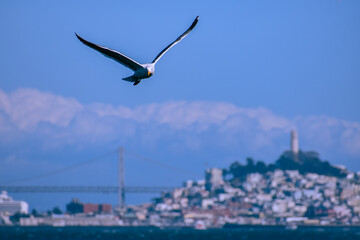 Sea bird flying over San Francisco Bay, background is the San Francisco-Oakland Bay Bridge and the Coit Tower in the city of San Francisco, California.