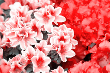 Spring flowers blooming. Pink spring seasonal flowers in florist store. Selective focus