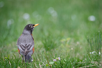 Close up of a robin in the grass