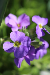 Obraz premium violet flower in the garden