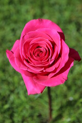 pink rose