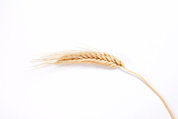 wheat isolated on the white