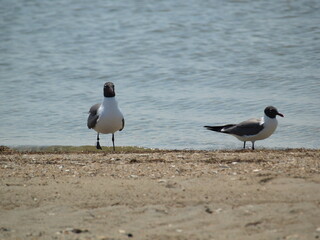 Seagull on the Beach