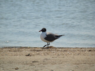 Seagull on the Beach