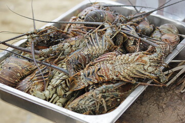 fresh lobsters in tray on fisherman market table in caribbean