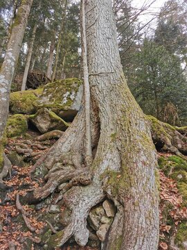 Dünner Baum wächst aus einem alten dicken Baum