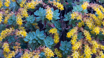 Fototapeta na wymiar Close-up view of Yellow Flowering Succulents. A variety of cactus, also known as succulent plants.
