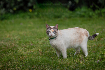 Naklejka na ściany i meble White cat walking on the grass in the garden.