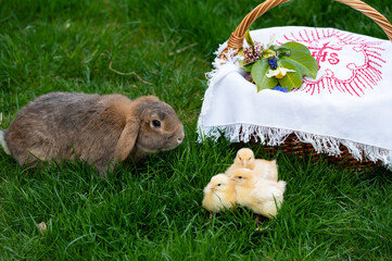 Osterkorb mit Hase und Küken 2 © Hannes Plenk