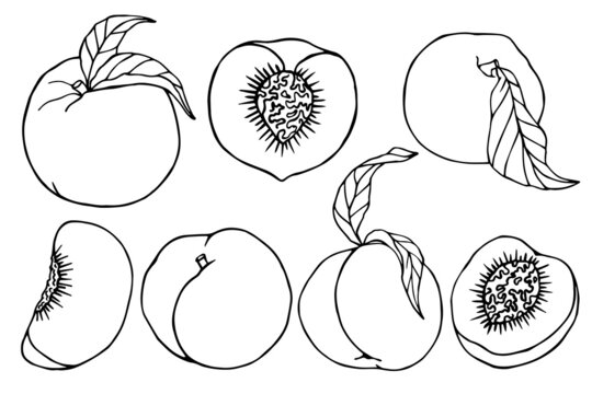Set of sketches of peaches. Vector graphics.