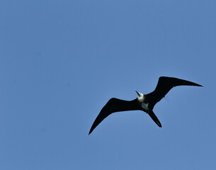 The frigate flight