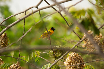 Ploceus cucullatus The common weaver or madame zaga, also called cogullado weaver and chichiguago perched on tree branch full of nests