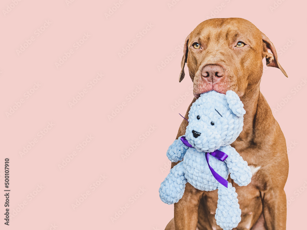 Wall mural Lovable, pretty brown puppy and teddy bear. Close-up, indoors. Studio shot. Day light. Congratulations for family, loved ones, friends and colleagues. Pets care concept