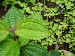 green leaves background