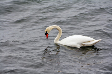 Obraz premium Swan swimming in the sea in Gdynia in Poland