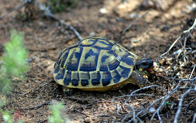Majorcan Turtle