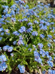 Fototapeta premium forget_me_not_blossom