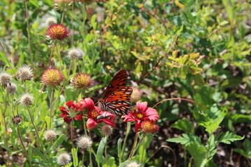 beautiful orange butterfly on red pink flowers