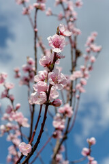 Blooming  young Peach tree in the garden. Pink flowers of Prunus persica in the early spring.