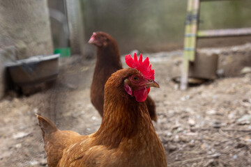 Portrait of hen with red crest in her chicken yard with another chicken at background.