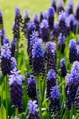 Light blue and dark blue muscari with green background - obrazy, fototapety, plakaty
