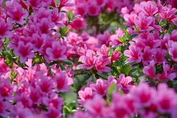 Gordijnen Pink azalea flowers with backlight © H.A.Colijn