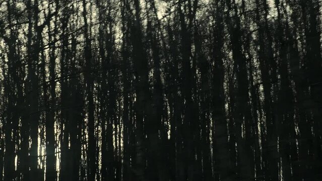 Speeding car with window overlooking dense dark forest with thin trunks and long branches. Dense pine forest with dark trees against clear sky