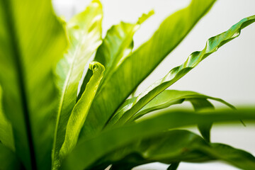 Macro focus of an inner, young leaf seen partially coiled. This tropical plant is in a hot house setting.