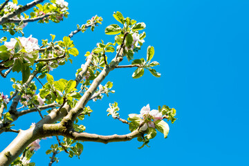 Fresh springtime blossom seen on a young apple tree. Seen against a crisp blue sky. The tree is located in an ornate garden.