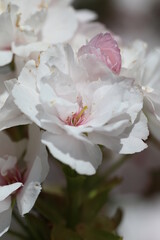 cherry tree blossom