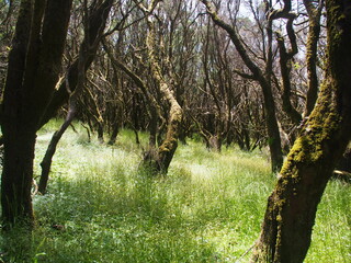 In the middle of a jungle