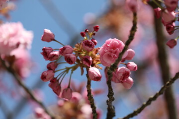 cherry tree blossom
