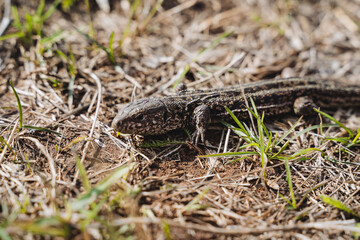 A lizard against the background of dry grass, spring awakened reptiles, a newt crawls on the ground, the head of a lizard close-up.