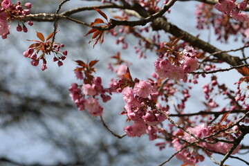 cherry tree blossom