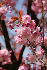 cherry tree blossom