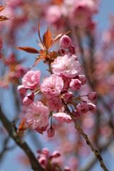 cherry tree blossom