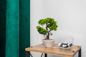 Bonsai and a vase with stones in the interior