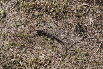 The lizard woke up in the spring from hibernation, the lizard crawls on the dry grass view from above, disguising the animal in nature. Reptiles.