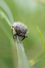Cétoine noire à points blancs