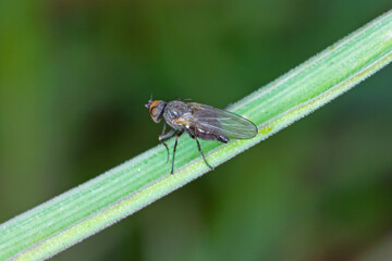 Fototapeta premium Leaf miner, is a species of insect, a fly of the family Agromyzidae. It is pest of many crops. Insects on cereals.