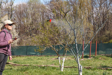 A woman works in the spring garden and spray with a rechargeable sprayer chemicals against pests and insects on a fruit tree.