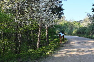 road in the national park