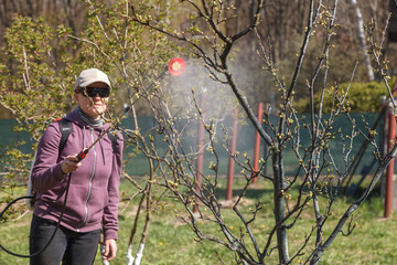 Naklejka premium A woman works in the spring garden and spray with a rechargeable sprayer chemicals against pests and insects on a fruit tree.