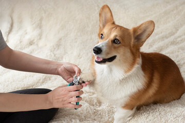 dog owner trims the nails of his pet red welsh corgi pembroke, Trimming the dog claws. Dog's claw...