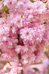 pink sakura flower on blooming spring tree. japanese flowers