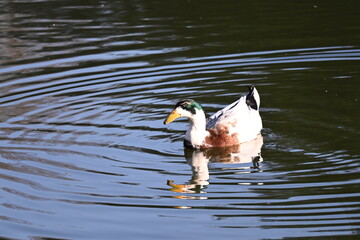 The mallard or wild duck is a dabbling duck that breeds throughout the temperate and subtropical Americas, Eurasia, and North Africa, and has been introduced to New Zealand, Australia, Peru, Brazil, U